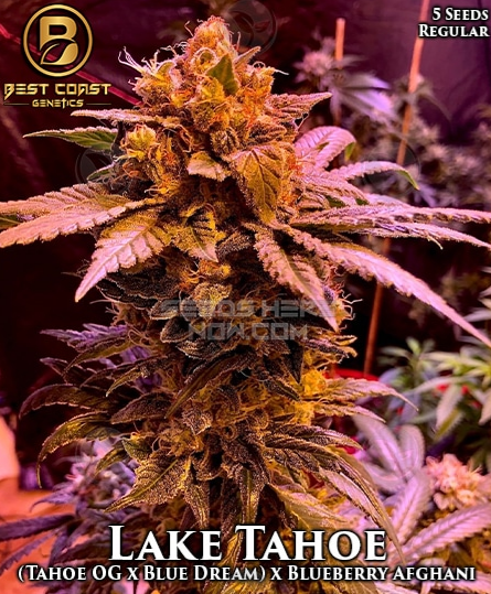 Lake Tahoe archive 0