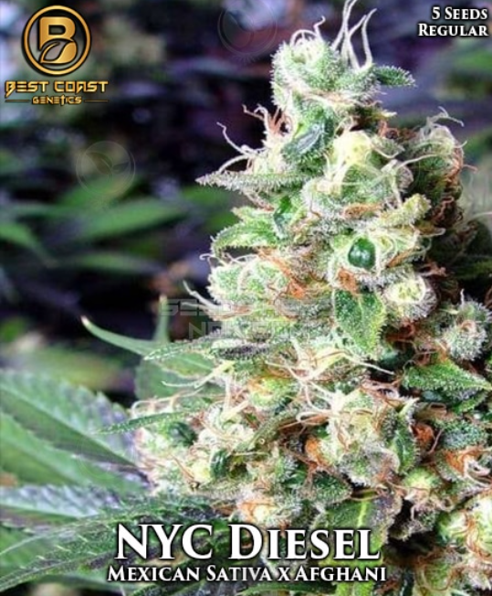 NYC Diesel: strain page photo, credit seedfinder.eu, copyright status shown with credit copyright unverified