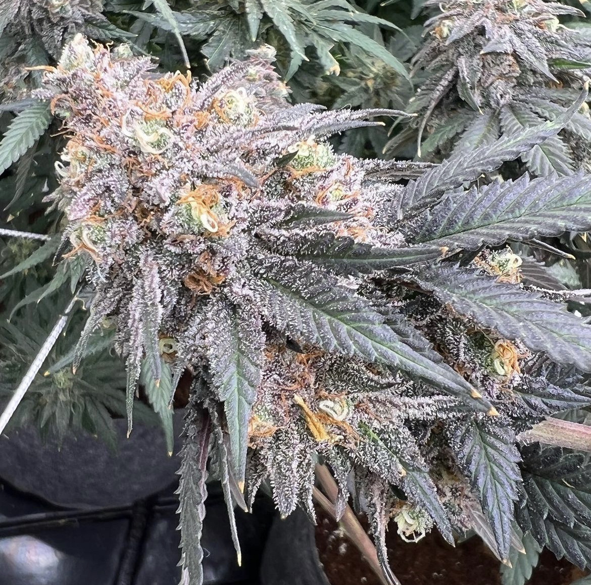 Magoo’s Whorehouse archive 0