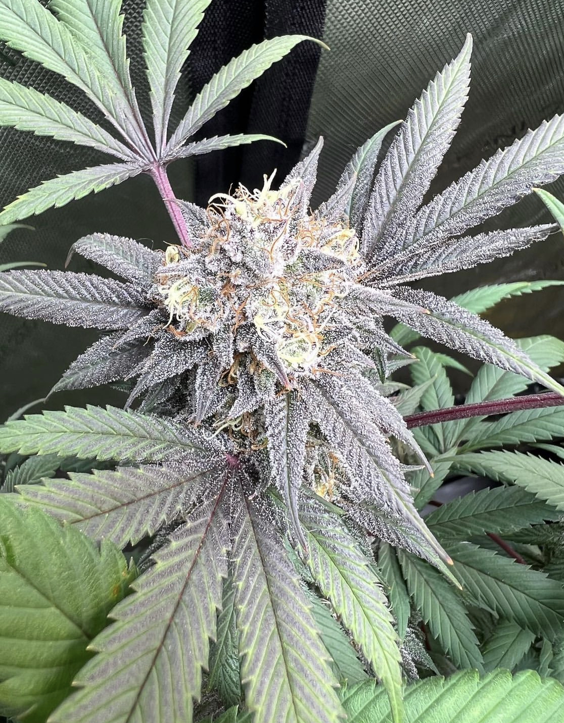 Eastern Bloc archive 0