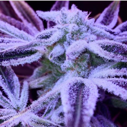 Deluxe Sonic Truffles