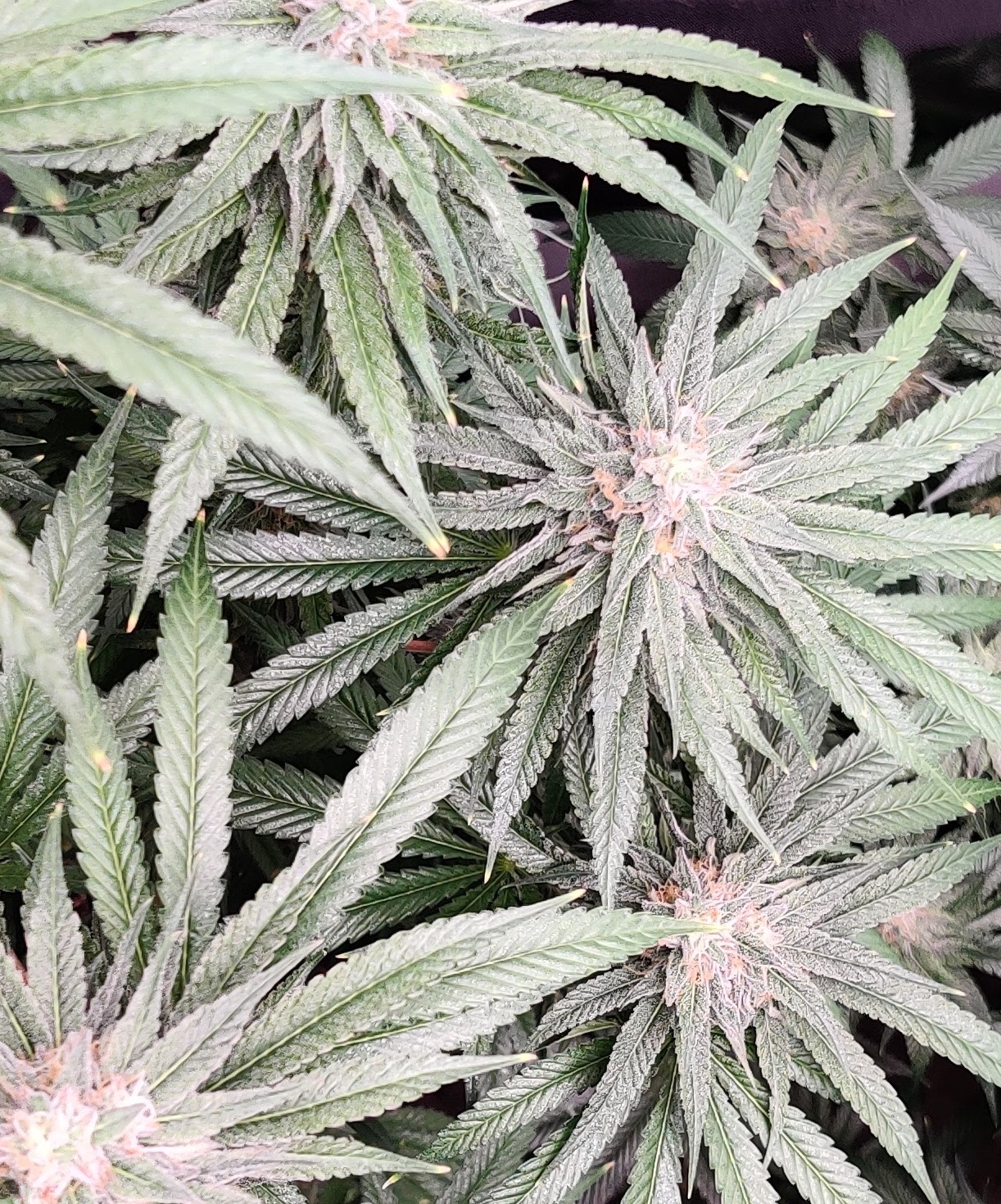 Afghan Road Trip archive 0