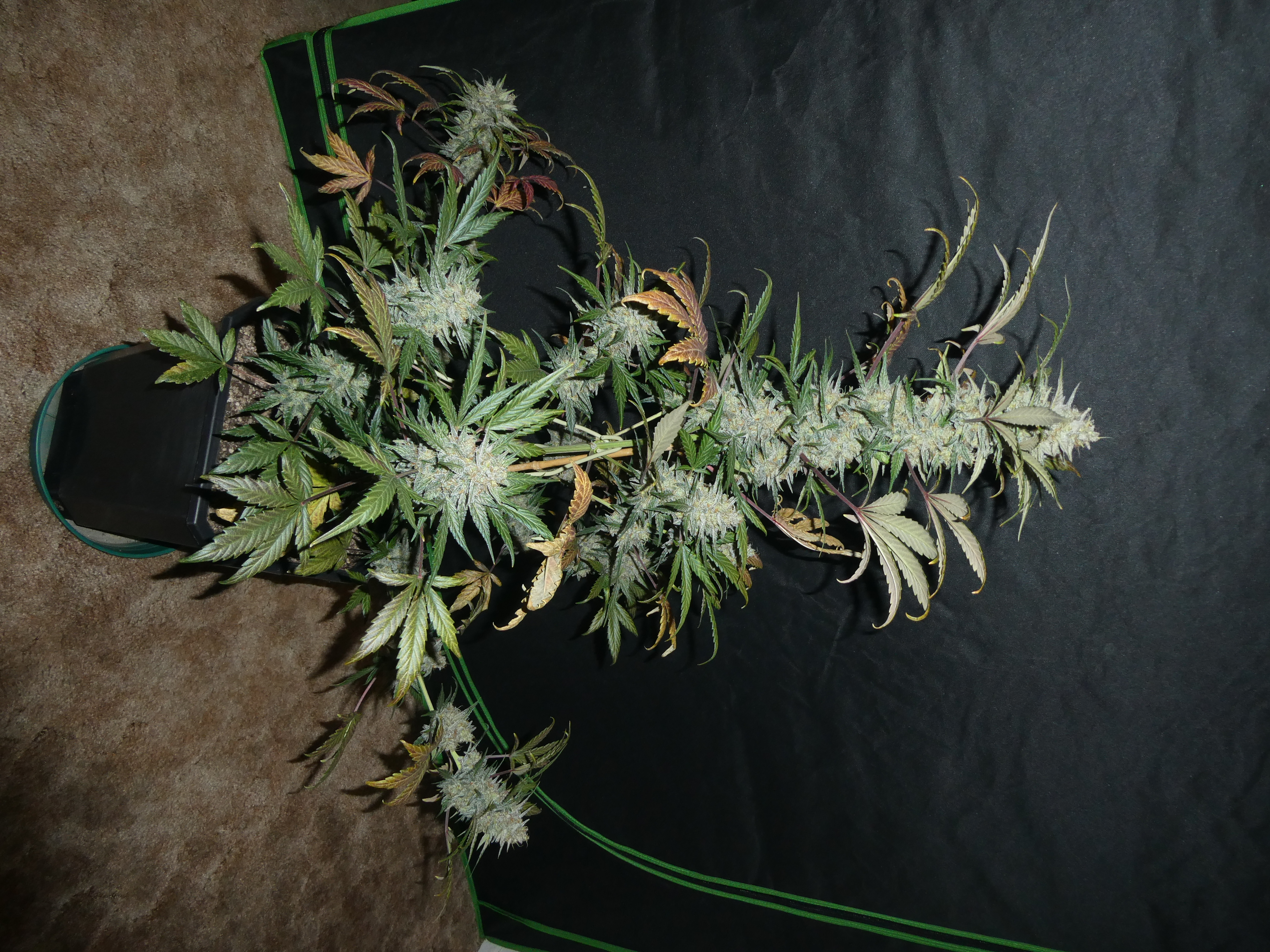 Jogidelica archive 0