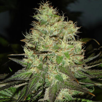 Jack Herer: strain page photo, credit seedfinder.eu, copyright status shown with credit copyright unverified