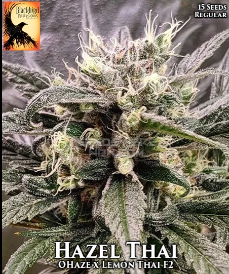 Hazel Thai