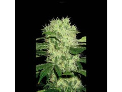 Dama Blanca archive 0