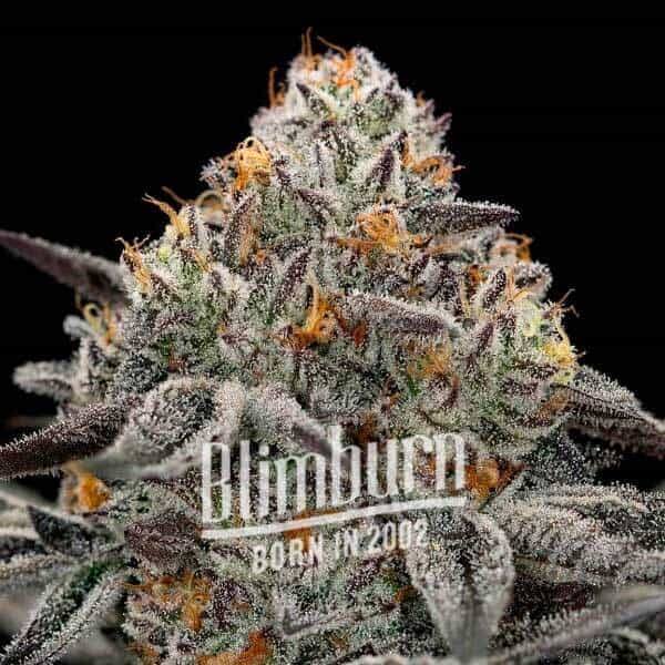 Oreoz: strain page photo, credit seedfinder.eu, copyright status shown with credit copyright unverified