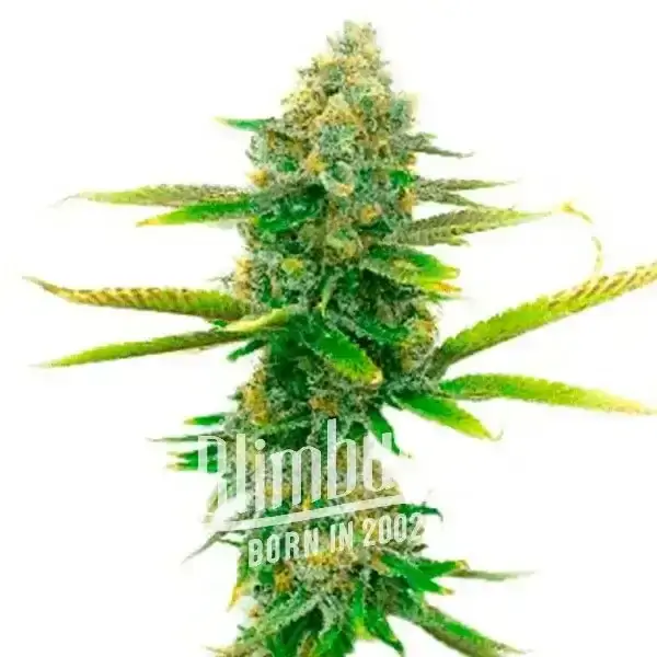 Sweet Tooth: strain page photo, credit seedfinder.eu, copyright status shown with credit copyright unverified
