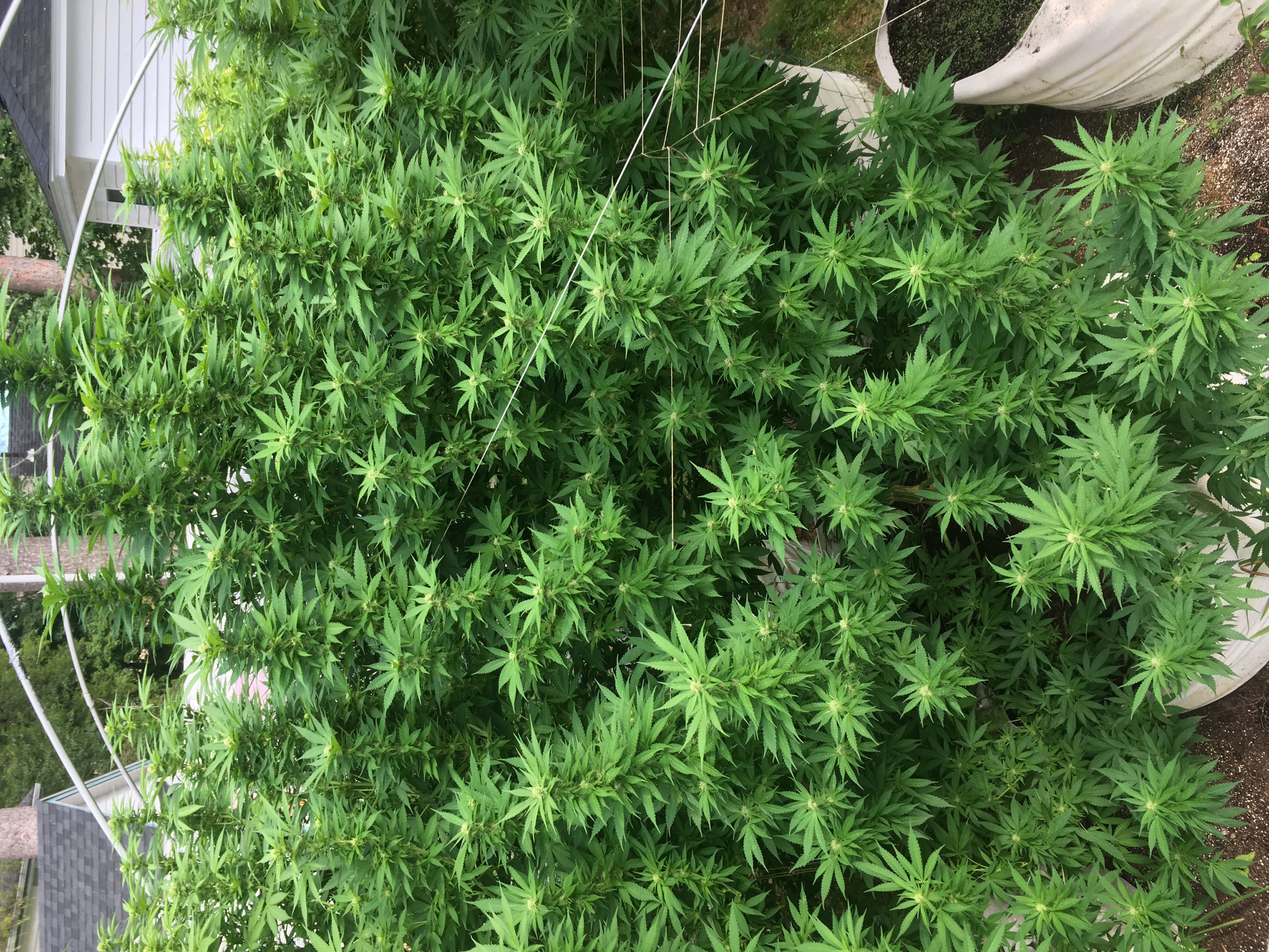 Veronica’s Passion