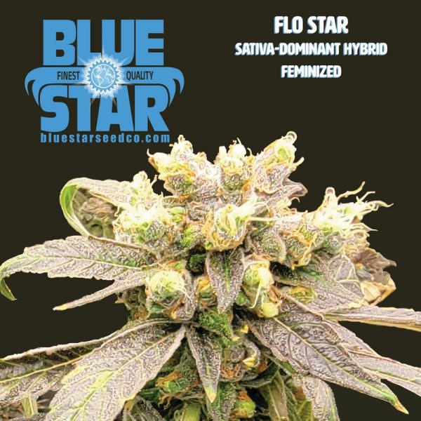 Flo Star