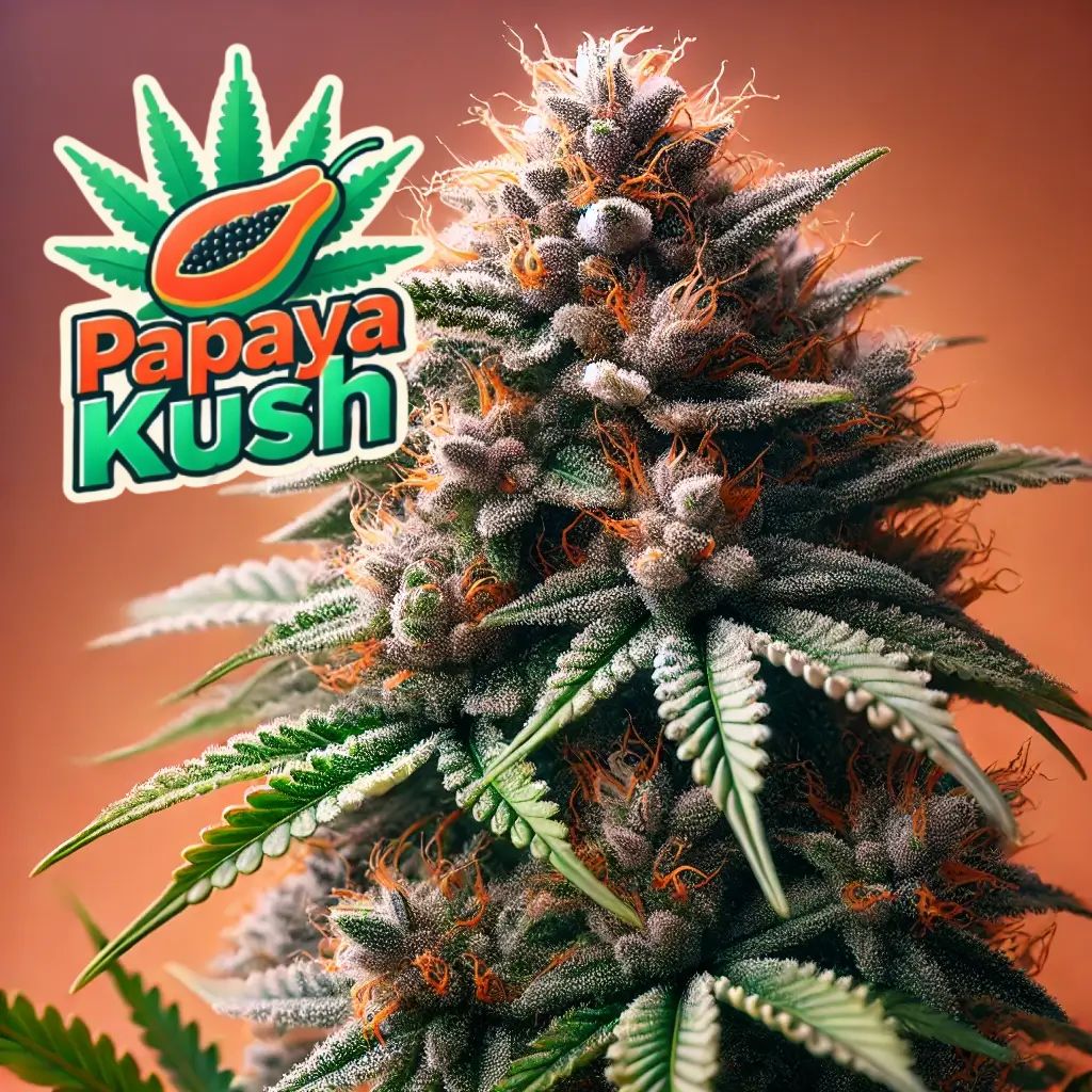 Papaya Kush Auto