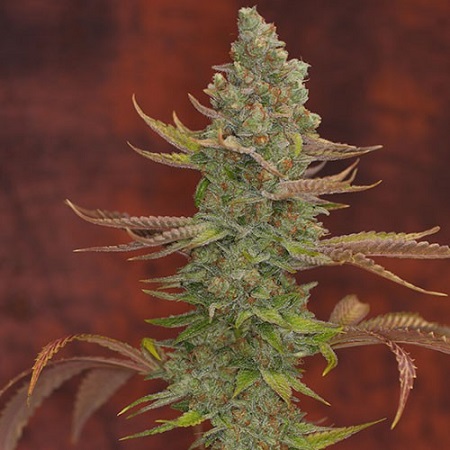 Goji OG: strain page photo, credit seedfinder.eu, copyright status shown with credit copyright unverified