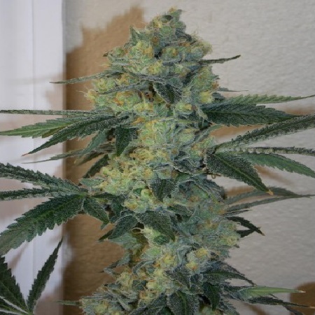 Golden Triangle flowering cannabis, as labeled by the cited photo source