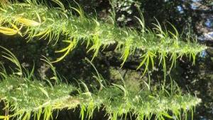 Nepali Watermelon Hashplant