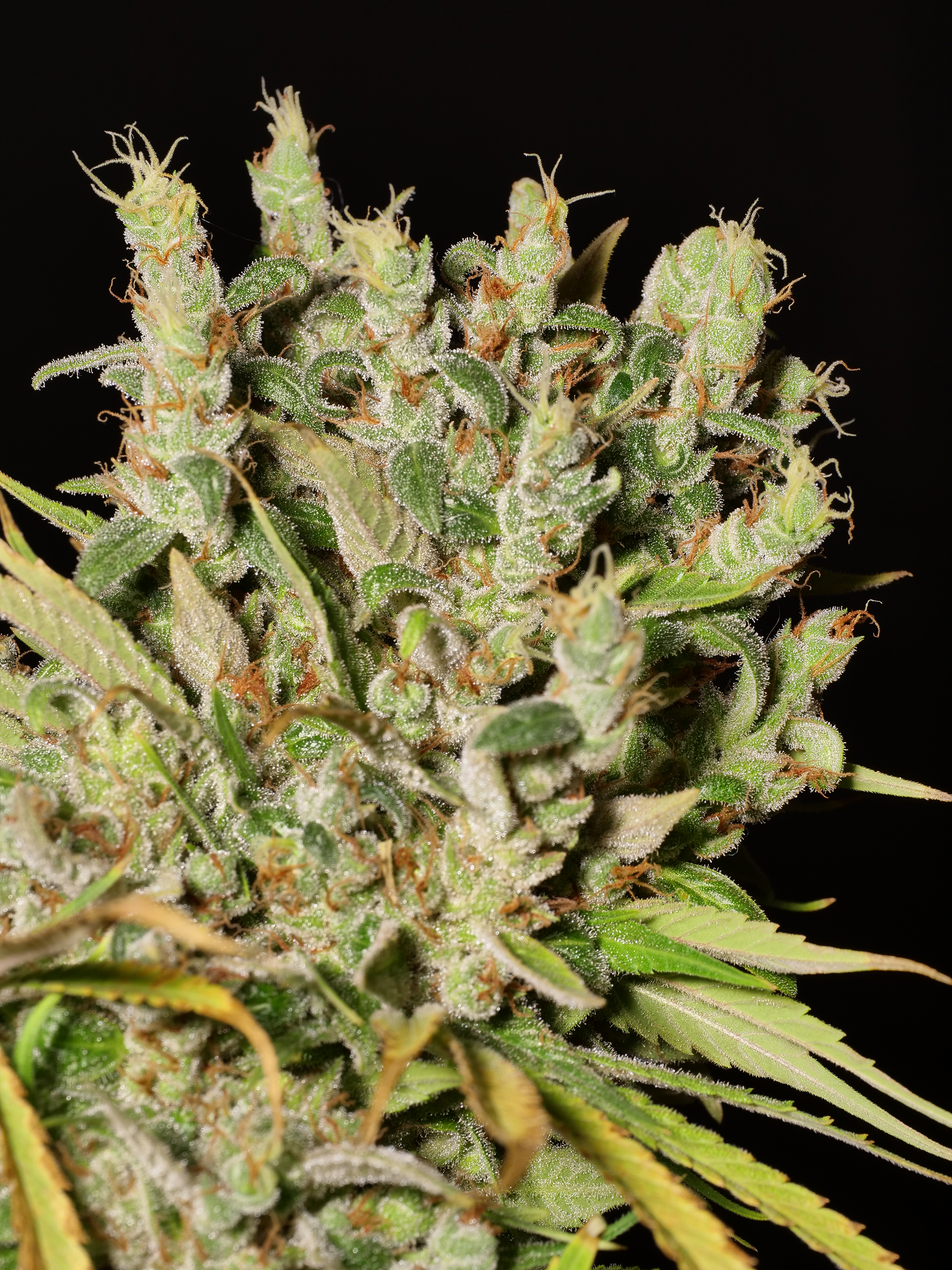 Nigerian Space Probe