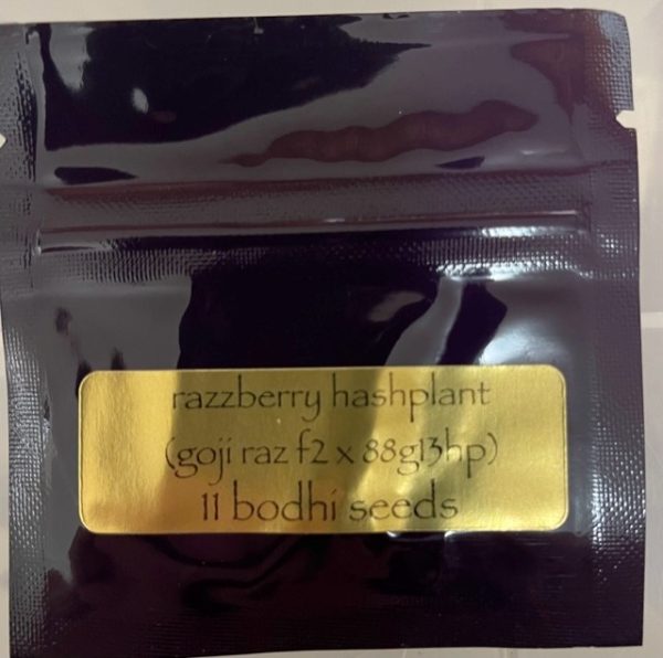 Razzberry Hashplant