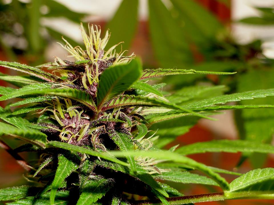 Dagga Afghan archive 0