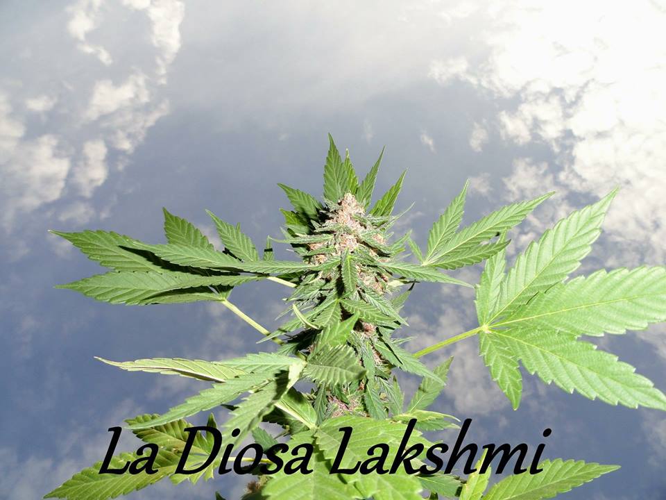 La Diosa Lakshmi