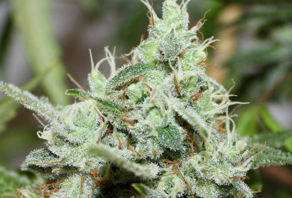 Engineers Dream archive 0