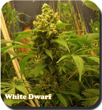 White Dwarf