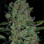 Auto Blueberry Berry