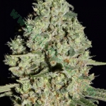 Auto Bubblegum Extra