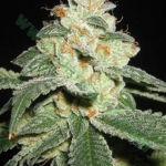 Auto Good Wild Shark