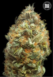 Auto Original Orange Bud