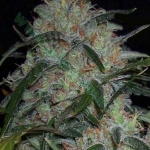 Grapefruit: strain page photo, credit seedfinder.eu, copyright status shown with credit copyright unverified