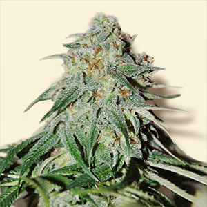 LSD: strain page photo, credit seedfinder.eu, copyright status shown with credit copyright unverified