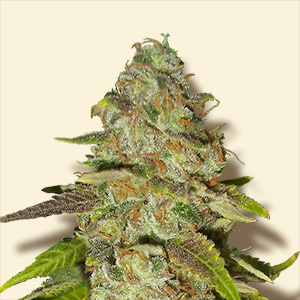 Pineapple Chunk: strain page photo, credit seedfinder.eu, copyright status shown with credit copyright unverified