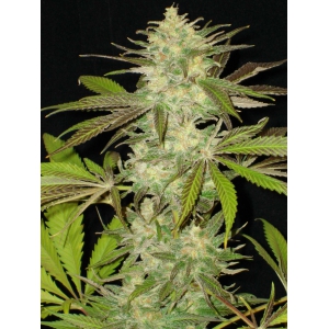 Lavender: strain page photo, credit seedfinder.eu, copyright status shown with credit copyright unverified