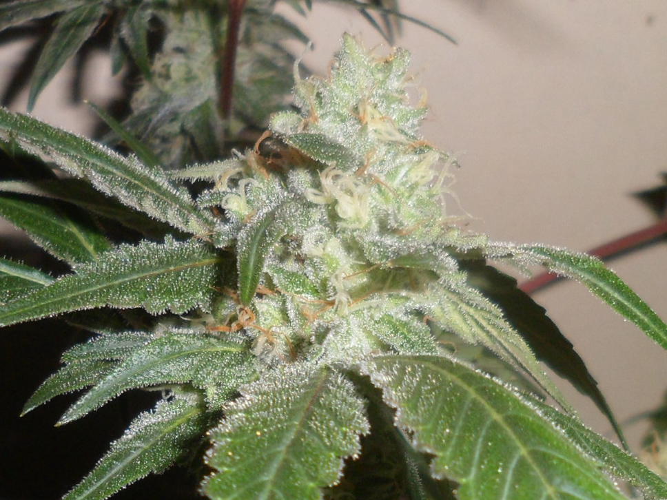 Larry's Lemon Cookies