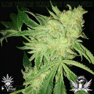Las Vegas Triangle Kush