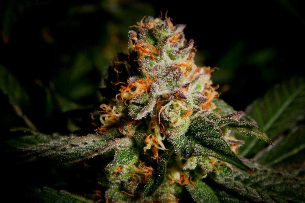 Tennessee Purple Kush