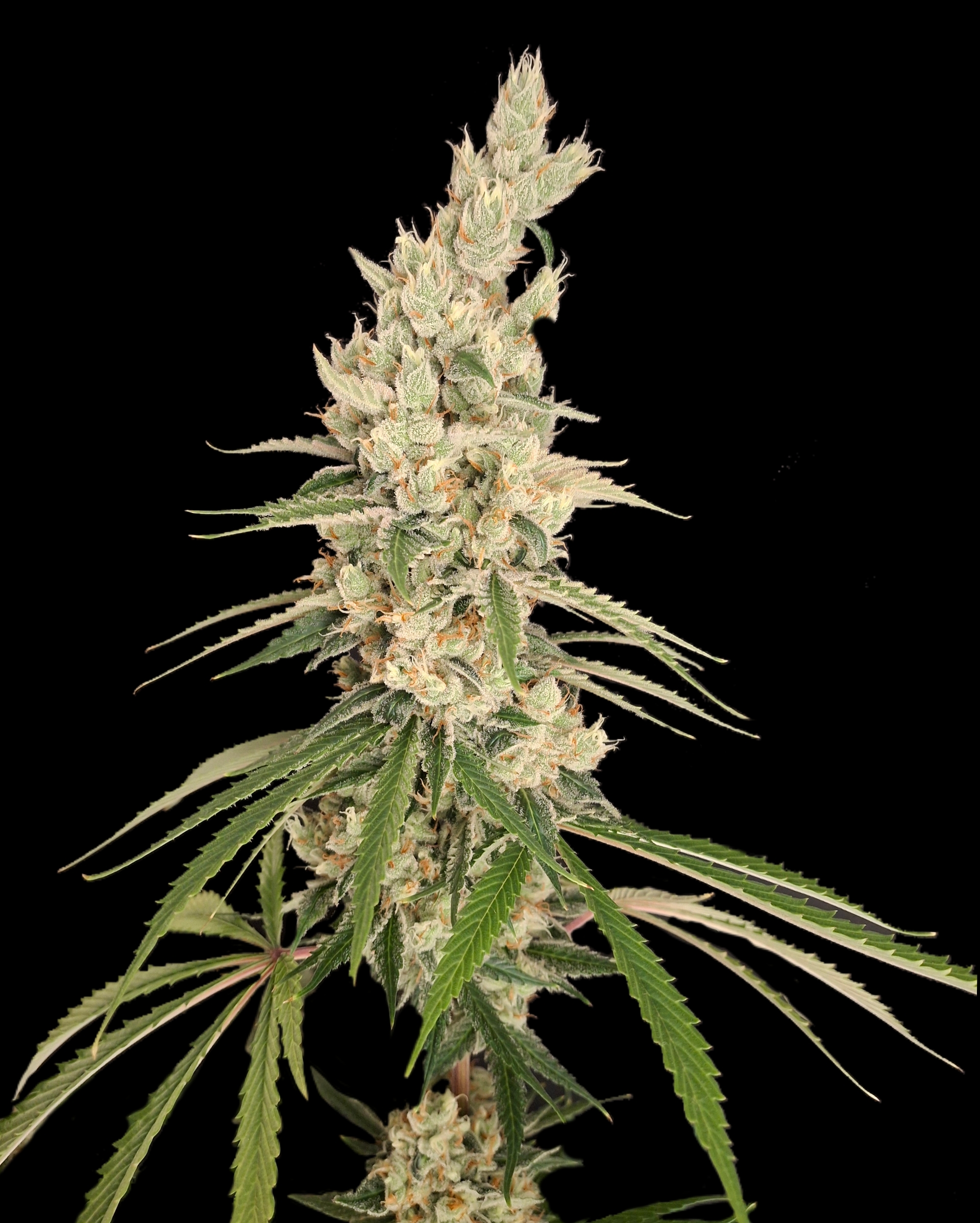 Mandarina Haze (Cannabella Genetics) :: Cannabis Strain Info