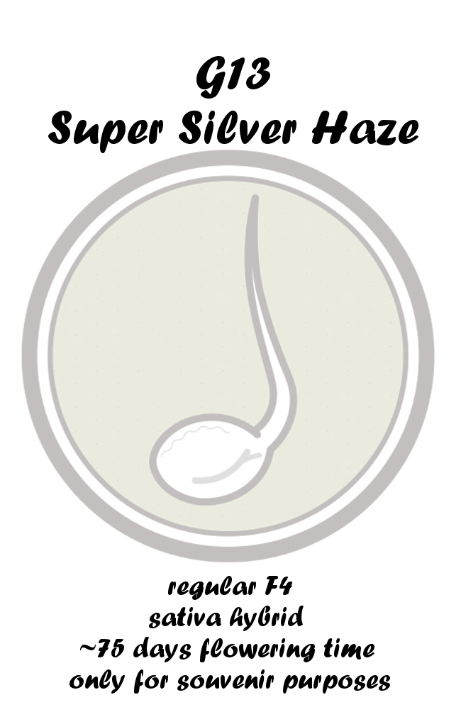 G13 Super Silver Haze