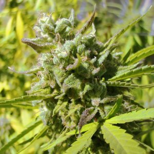 Early Mexican Queen archive 0