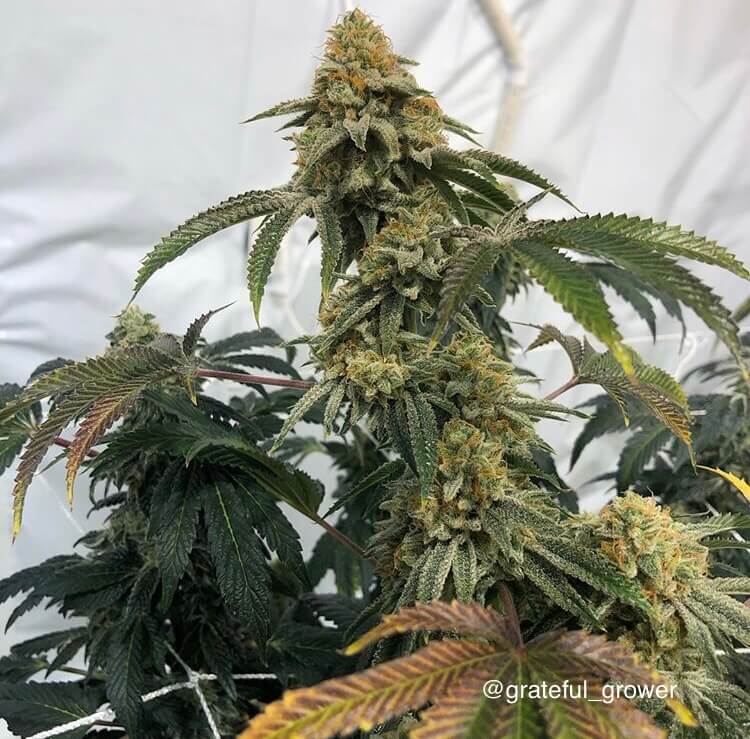 Birthday Cake: strain page photo, credit seedfinder.eu, copyright status shown with credit copyright unverified