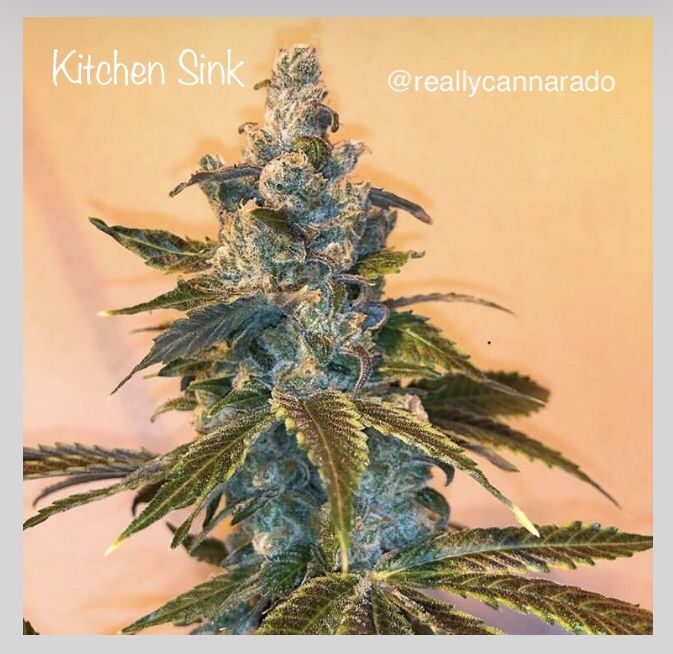 Kitchen Sink flowering cannabis, as labeled by the cited photo source