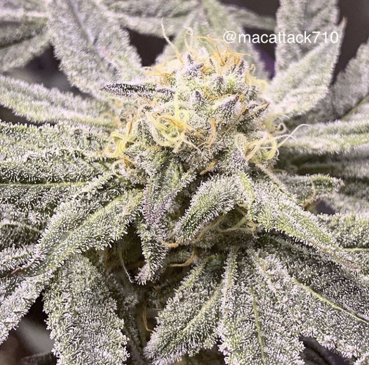 Sundae Sunset flowering cannabis, as labeled by the cited photo source