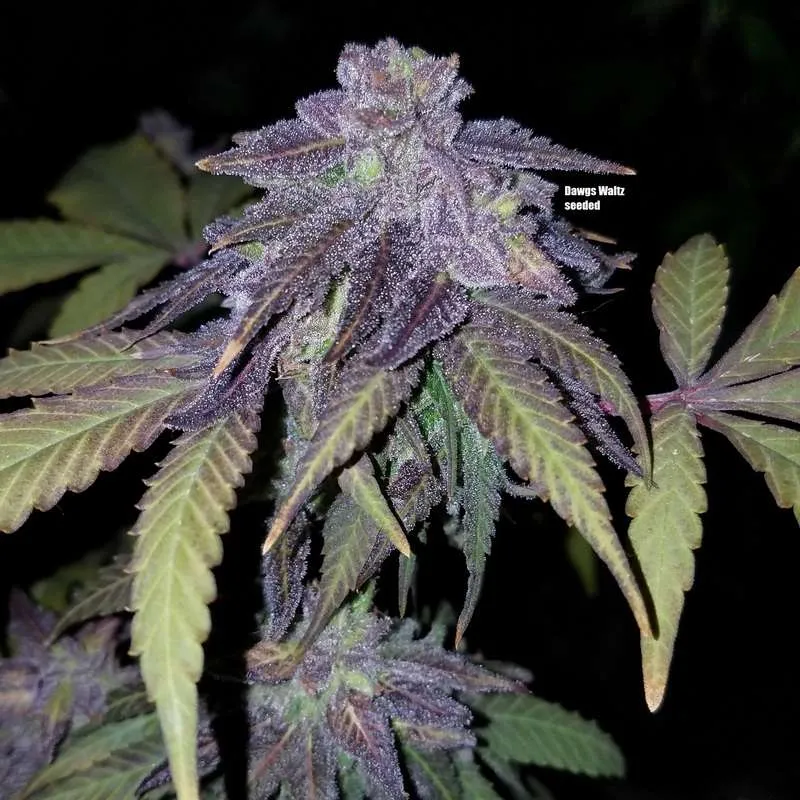 Dawg’s Waltz F6