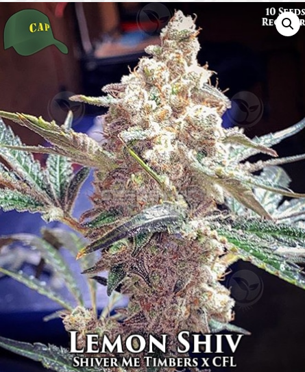 Lemon Shiv flowering cannabis, as labeled by the cited photo source