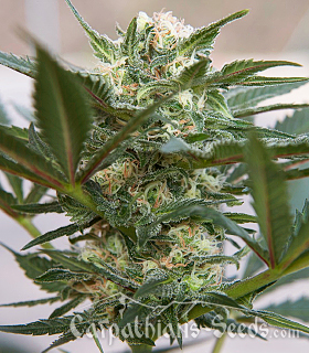 Kush: strain page photo, credit seedfinder.eu, copyright status shown with credit copyright unverified
