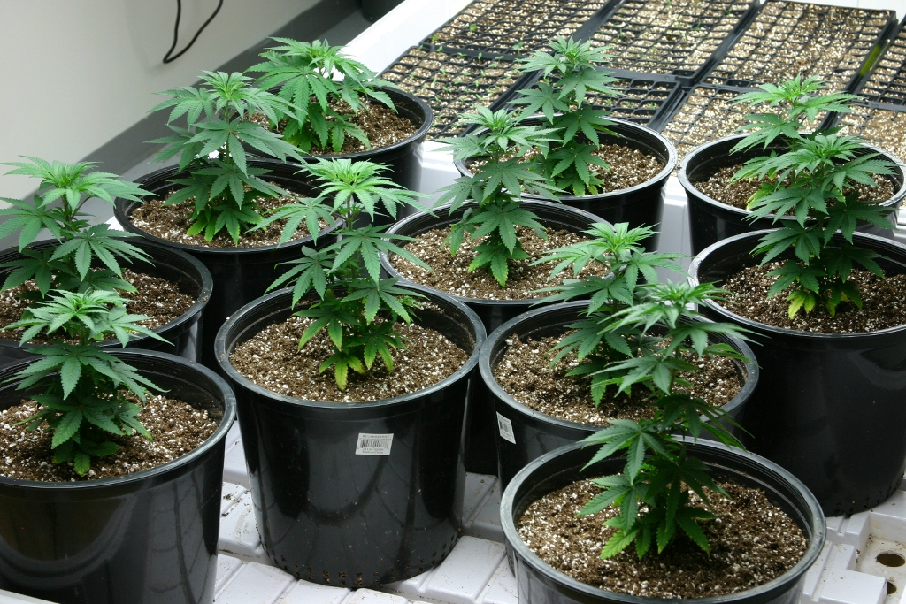 Dakini Kush archive 0