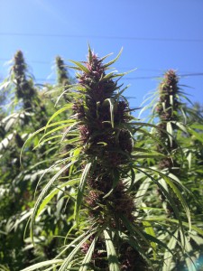 Nepalese Watermelon Haze