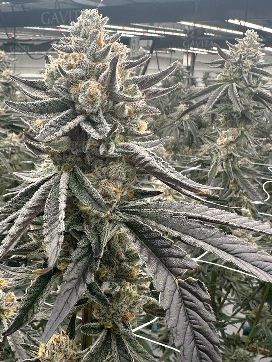 Tree Flip flowering cannabis, as labeled by the cited photo source
