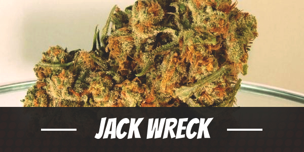 Jack Wreck archive 0