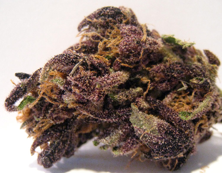 Purple monkey balls: strain page photo, credit seedfinder.eu, copyright status shown with credit copyright unverified