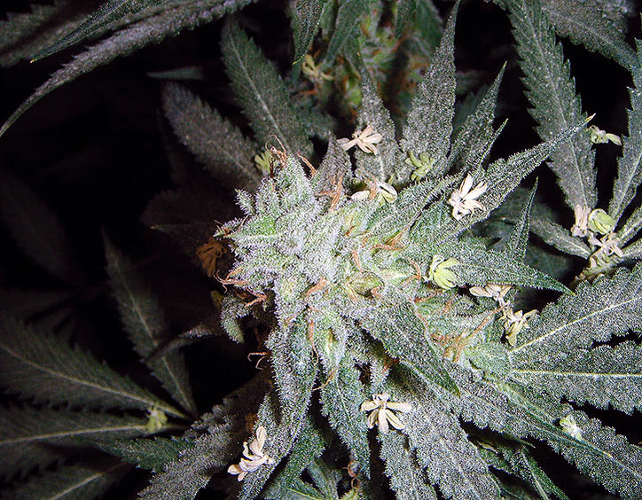 The White: strain page photo, credit seedfinder.eu, copyright status shown with credit copyright unverified